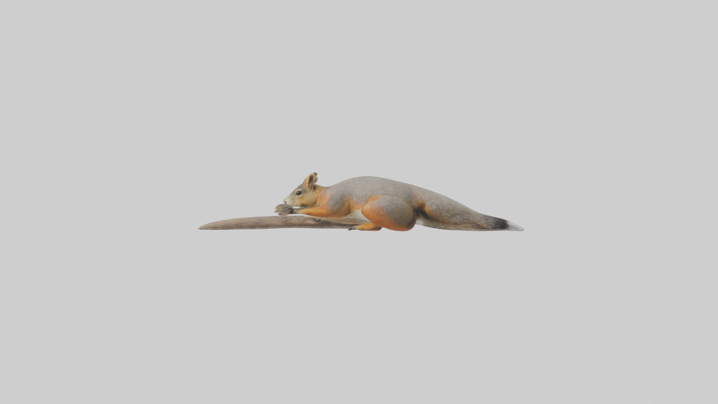 Fox Squirrel perched model VR / AR / low-poly