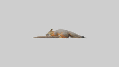 Fox Squirrel perched model VR / AR / low-poly