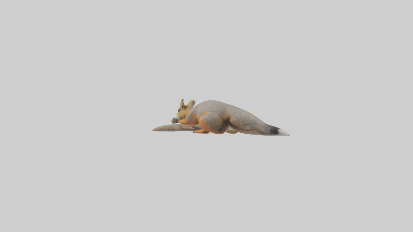Fox Squirrel perched model VR / AR / low-poly