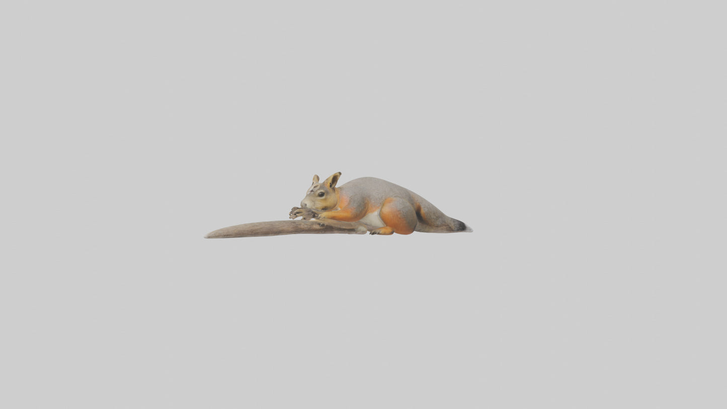 Fox Squirrel perched model VR / AR / low-poly