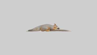 Fox Squirrel perched model VR / AR / low-poly