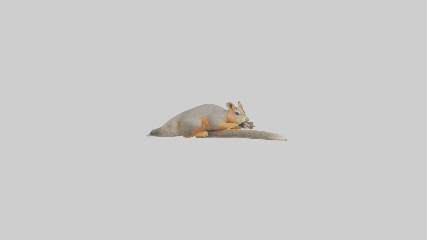 Fox Squirrel perched model VR / AR / low-poly