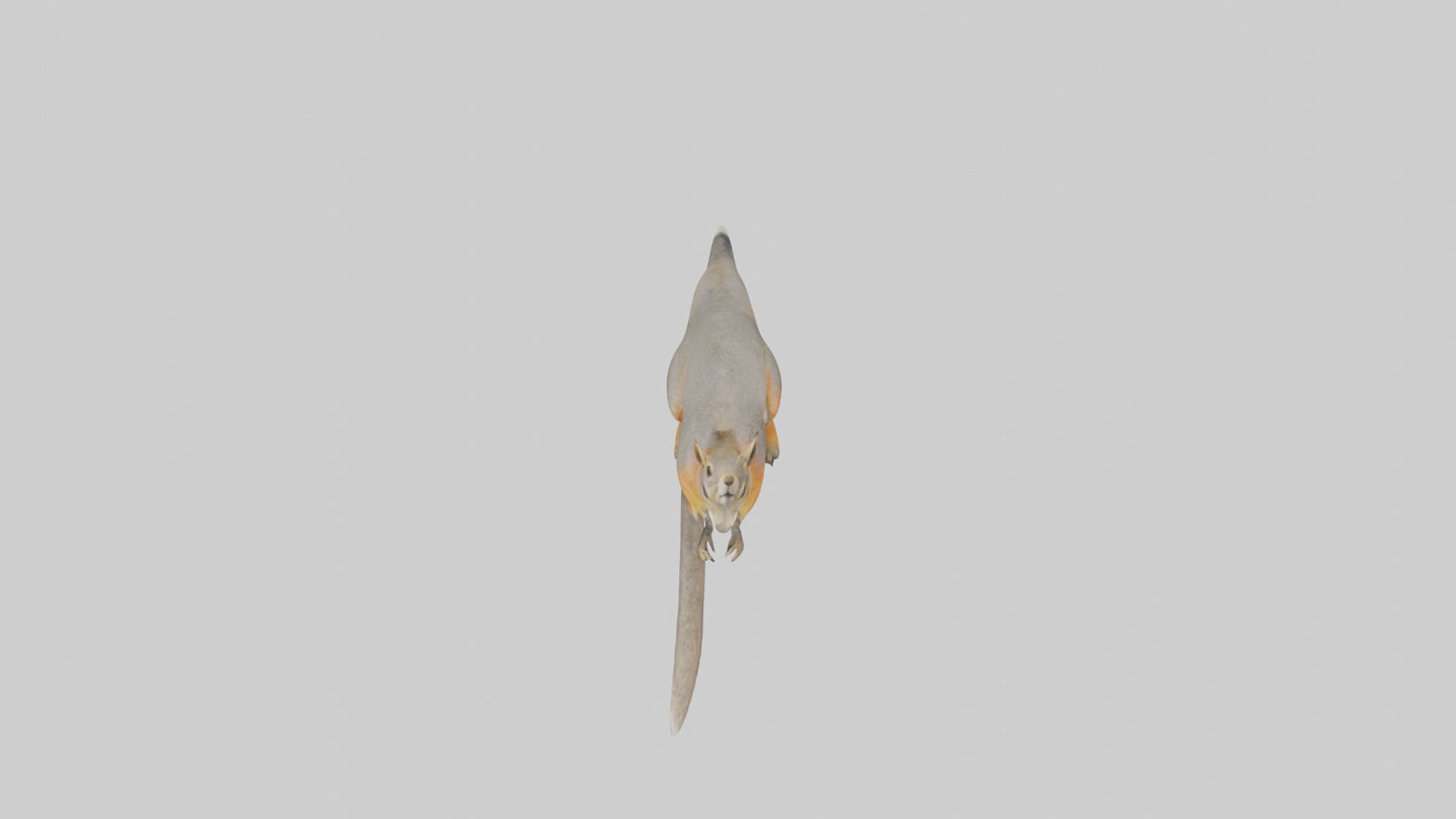 Fox Squirrel perched model VR / AR / low-poly