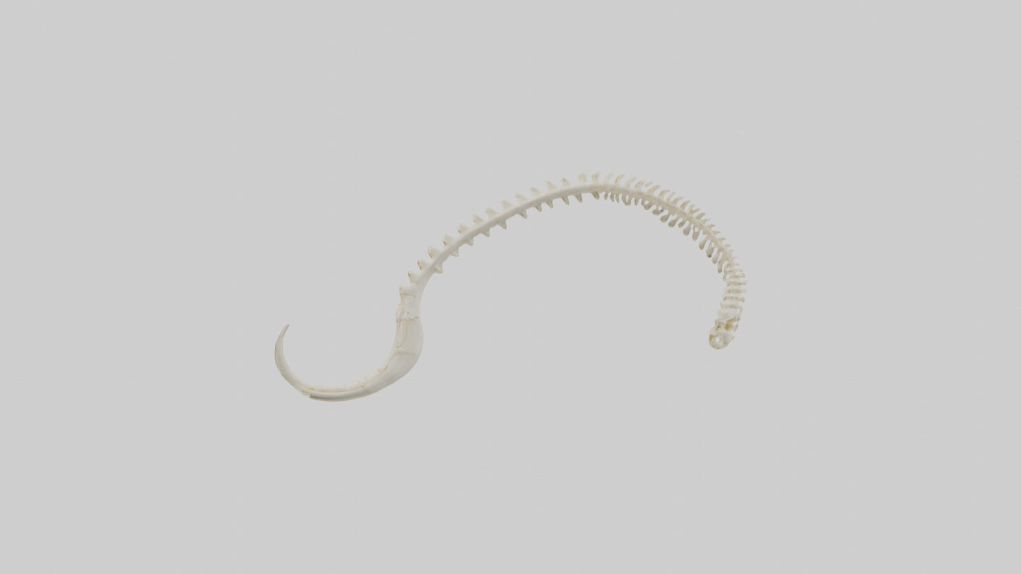 Fox Tail Skeleton model 3D model