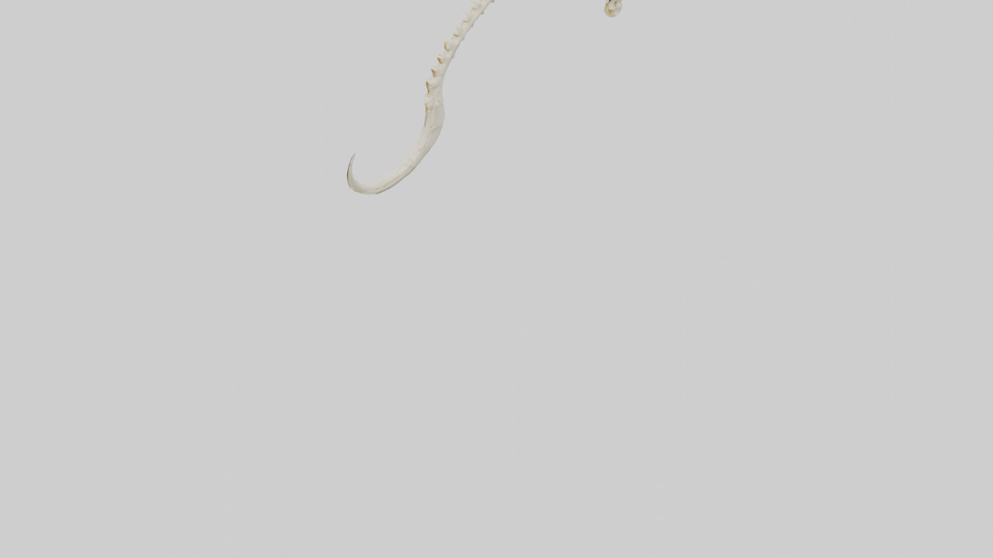 Fox Tail Skeleton model 3D model