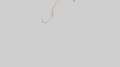 Fox Tail Skeleton model 3D model