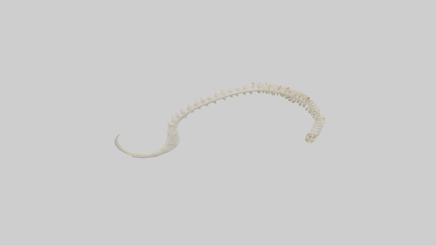 Fox Tail Skeleton model 3D model