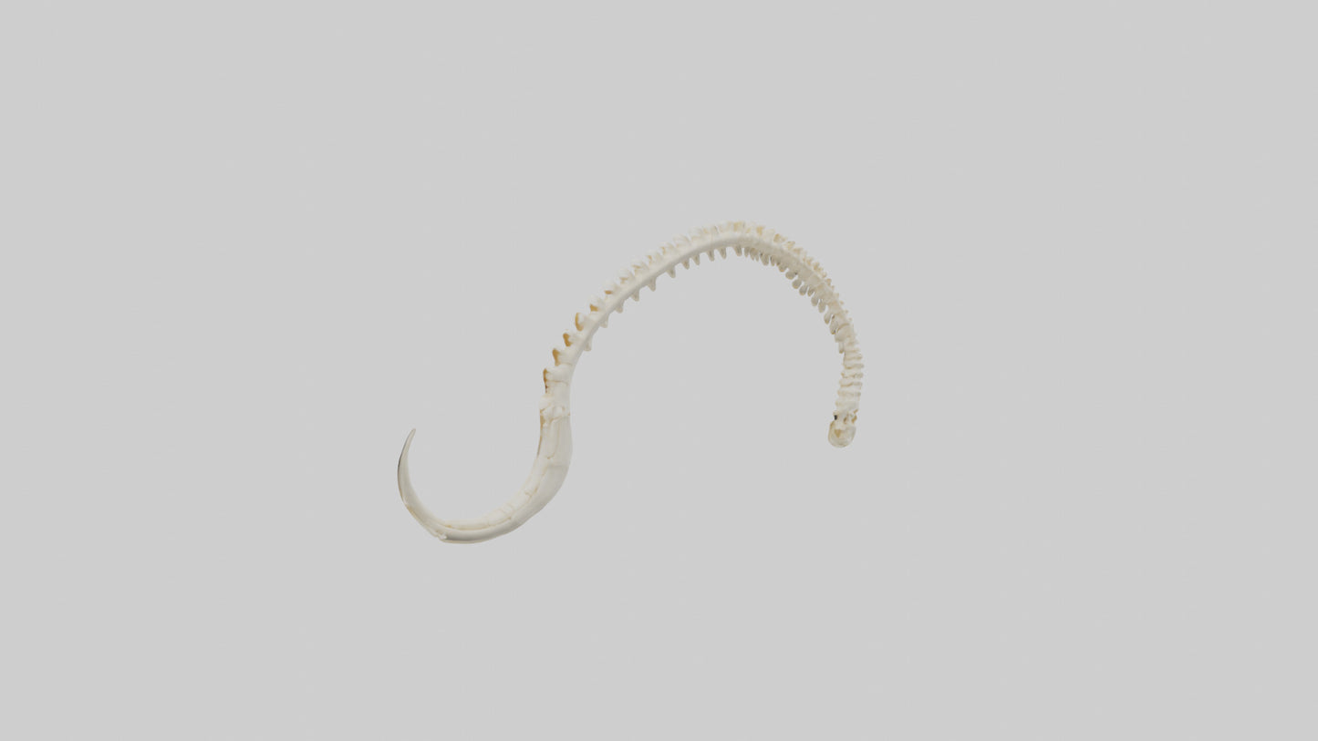 Fox Tail Skeleton model 3D model