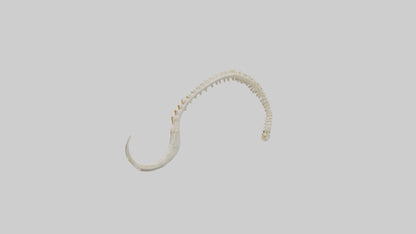 Fox Tail Skeleton model 3D model