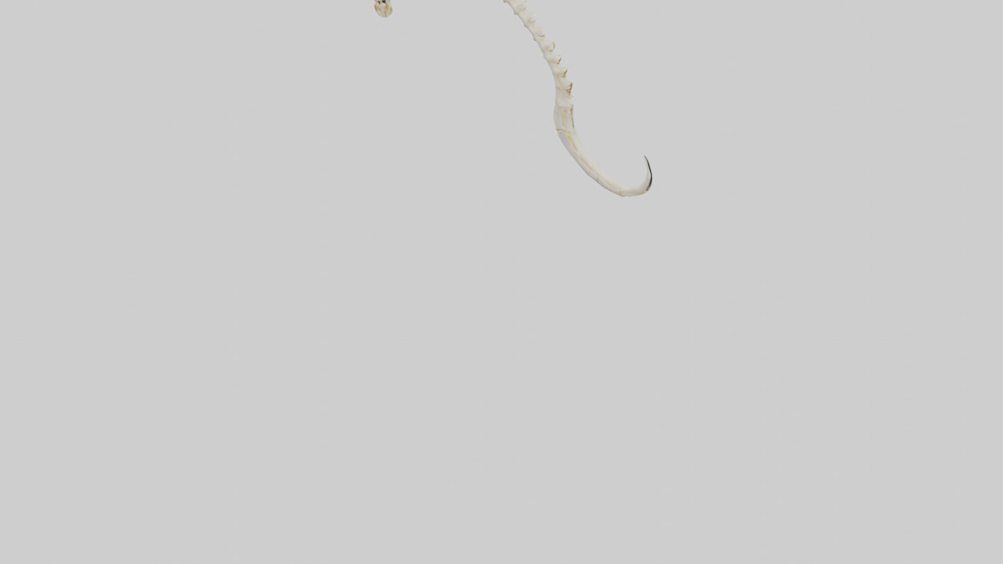 Fox Tail Skeleton model 3D model