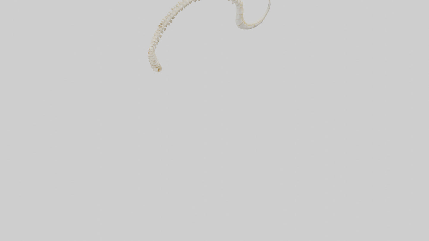 Fox Tail Skeleton model 3D model