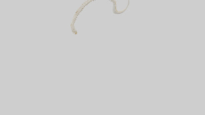 Fox Tail Skeleton model 3D model