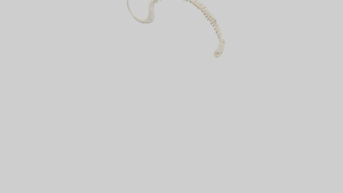 Fox Tail Skeleton model 3D model