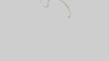 Fox Tail Skeleton model 3D model