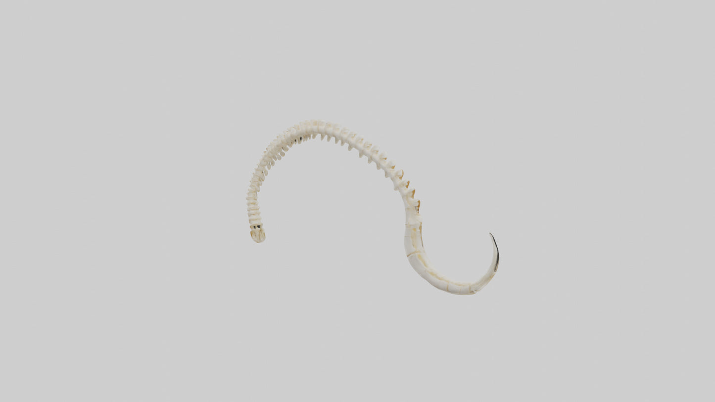 Fox Tail Skeleton model 3D model