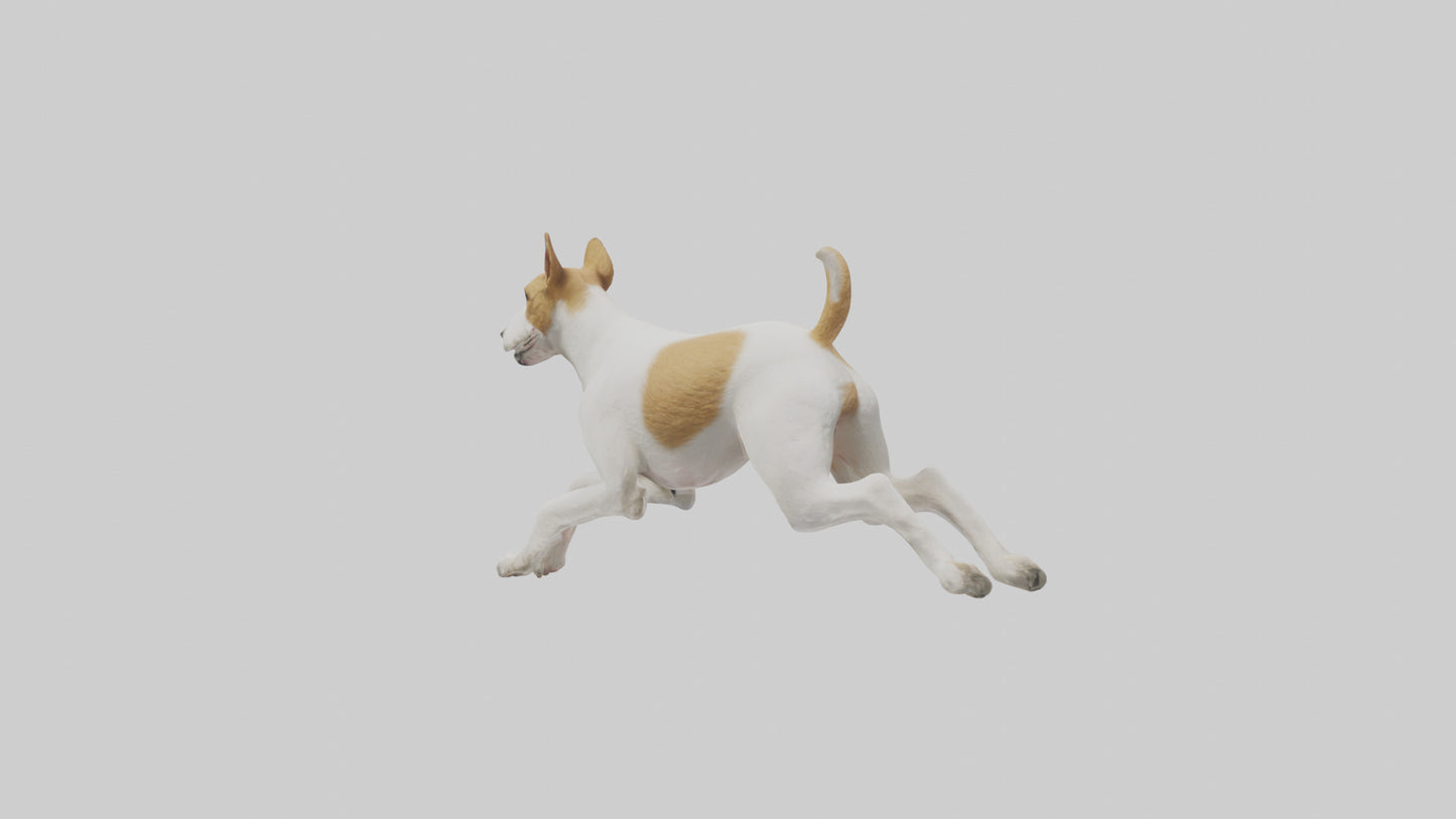 Fox Terrier running model 3D model