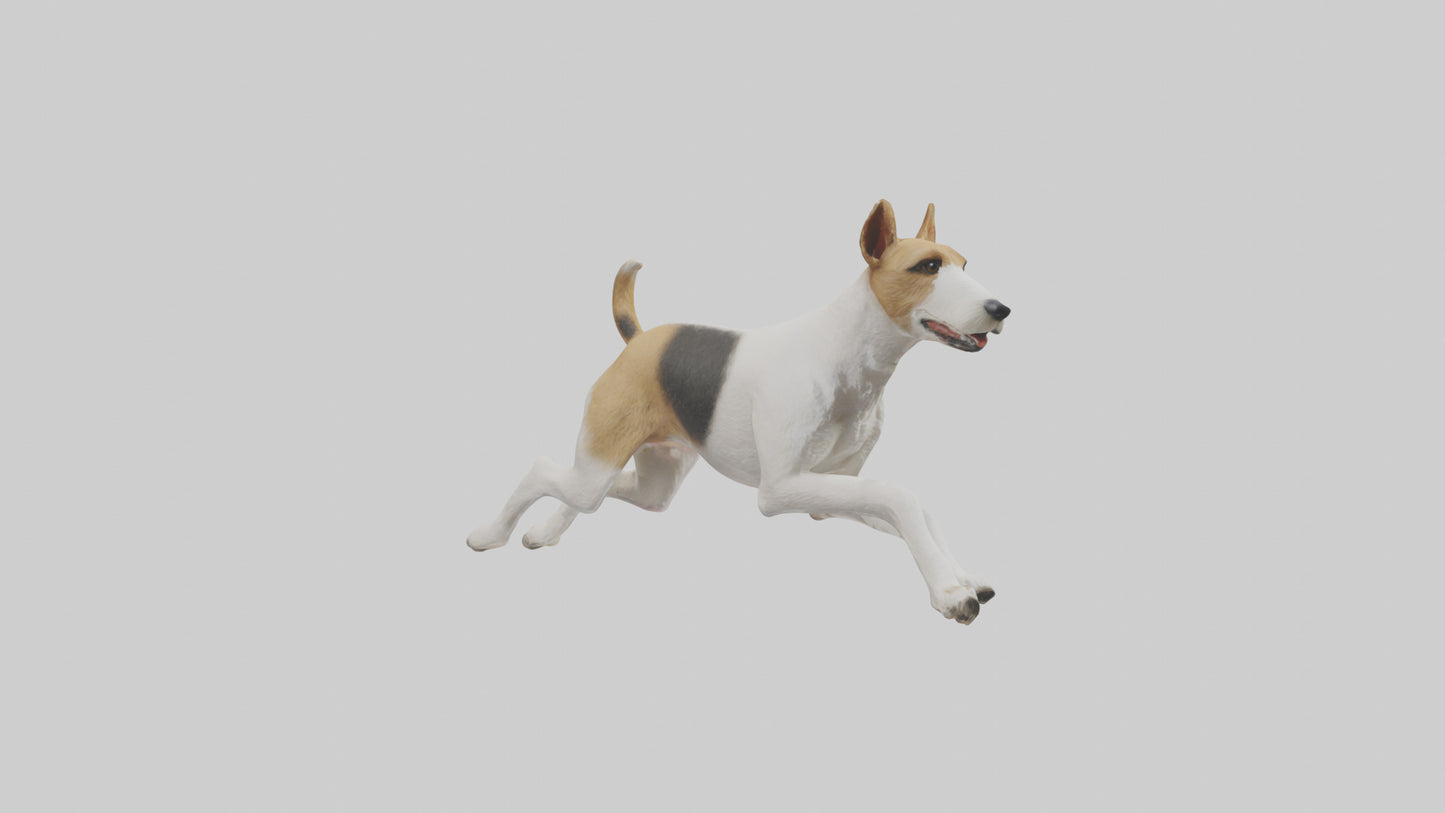 Fox Terrier running model 3D model