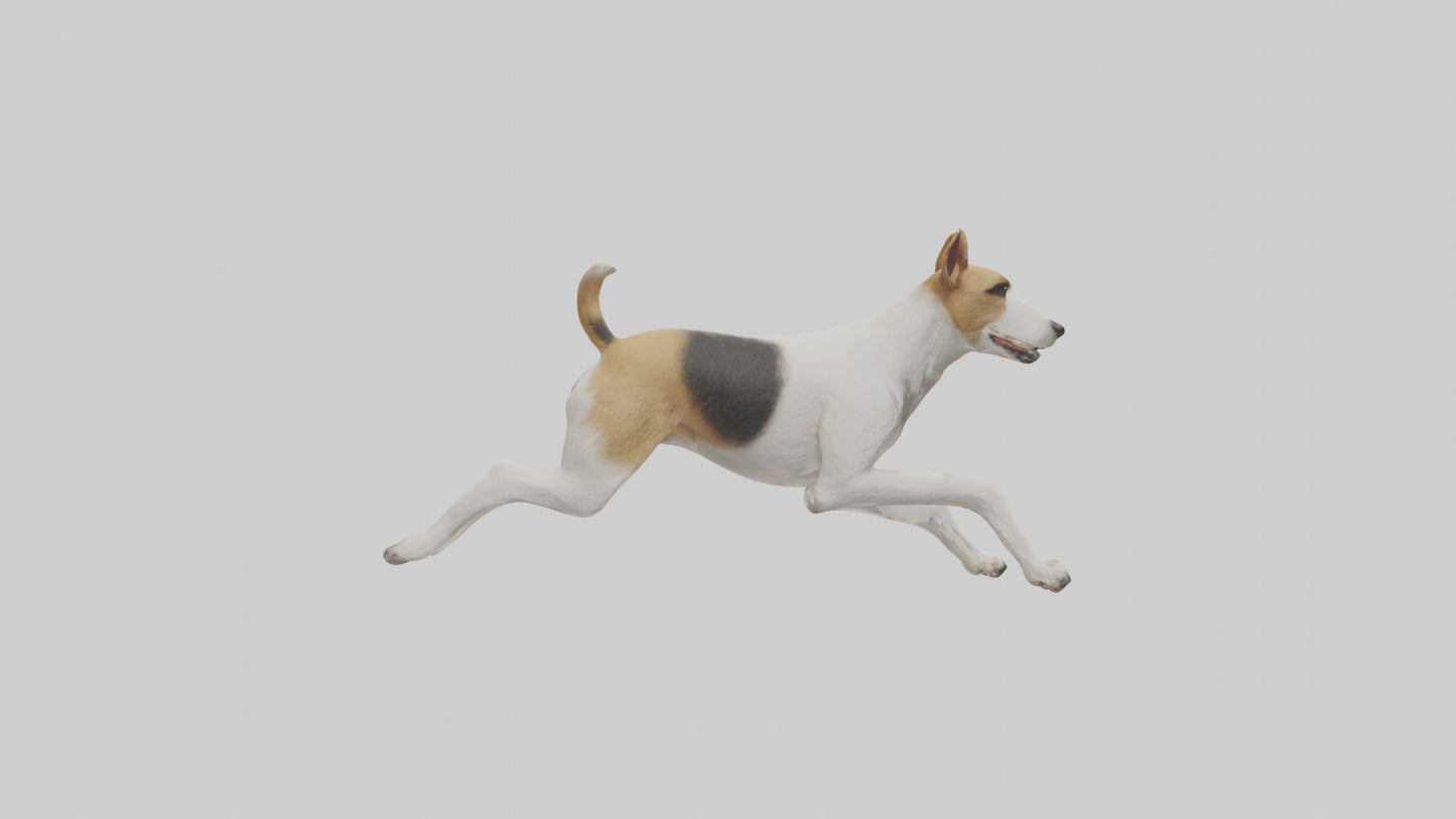 Fox Terrier running model 3D model