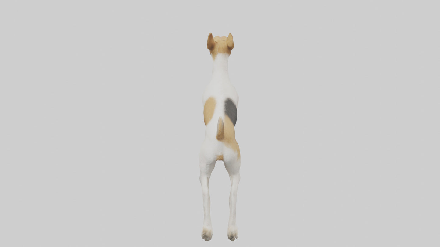 Fox Terrier running model 3D model