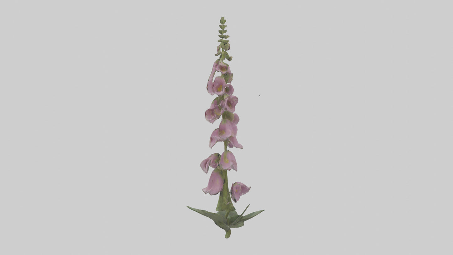 Foxglove model 3D model
