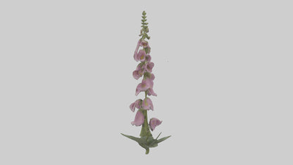 Foxglove model 3D model