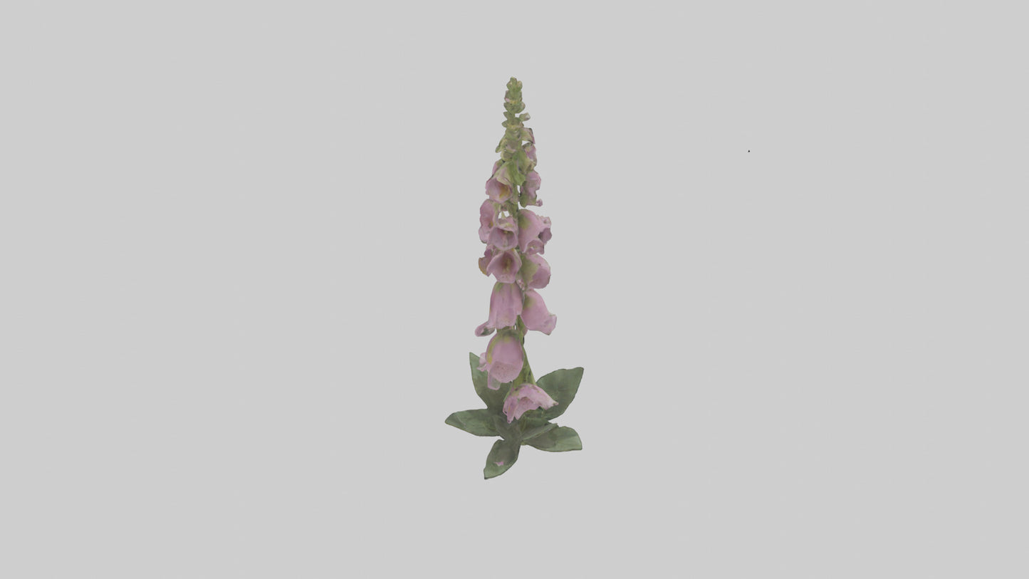 Foxglove model 3D model