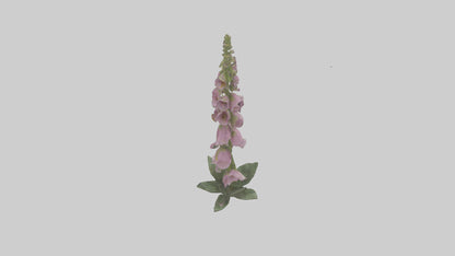 Foxglove model 3D model