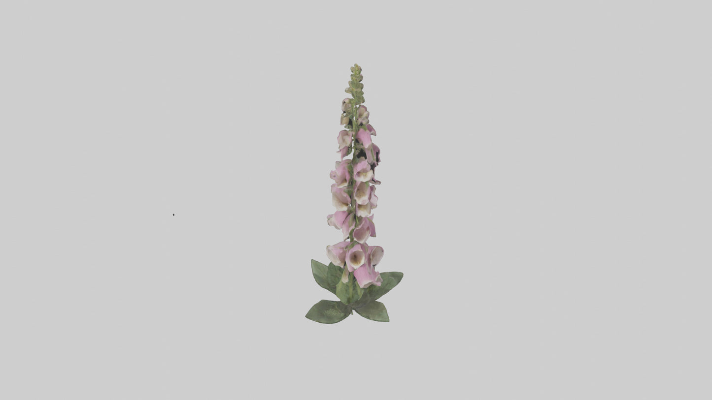 Foxglove model 3D model