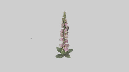 Foxglove model 3D model