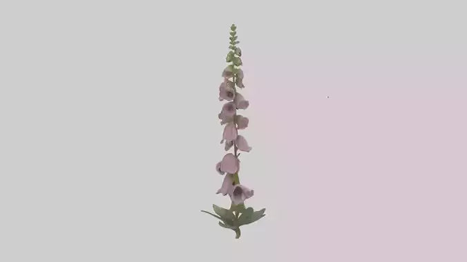 Foxglove model 3D model