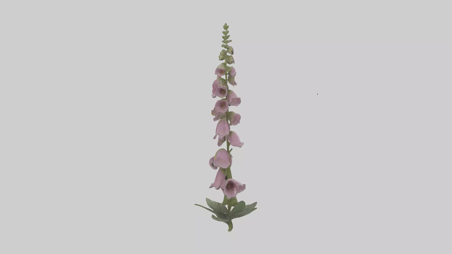 Foxglove model 3D model