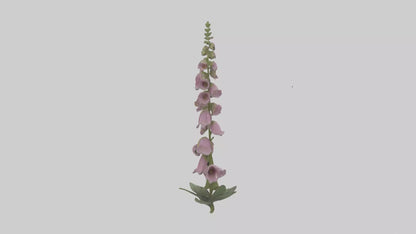 Foxglove model 3D model