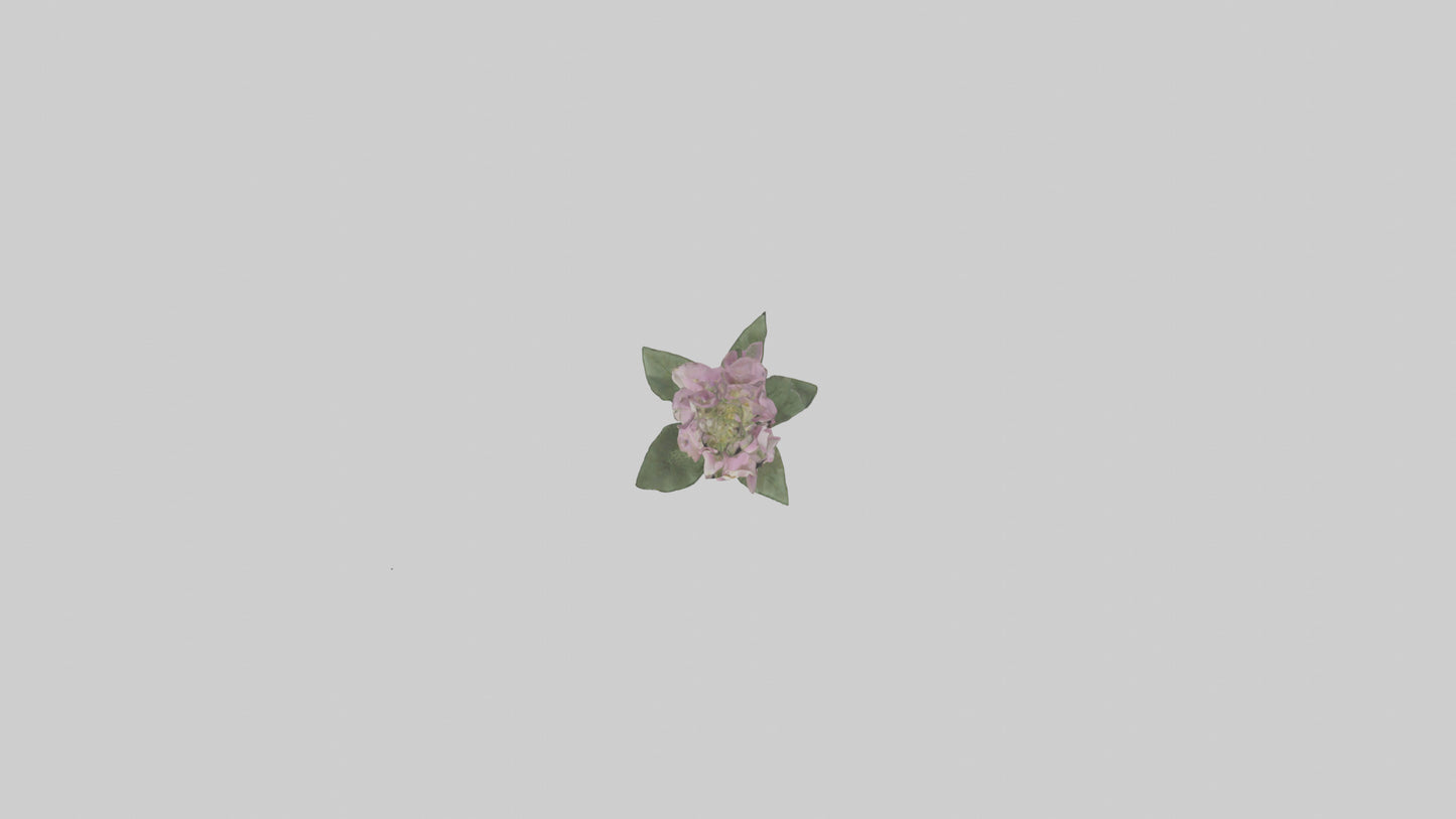 Foxglove model 3D model
