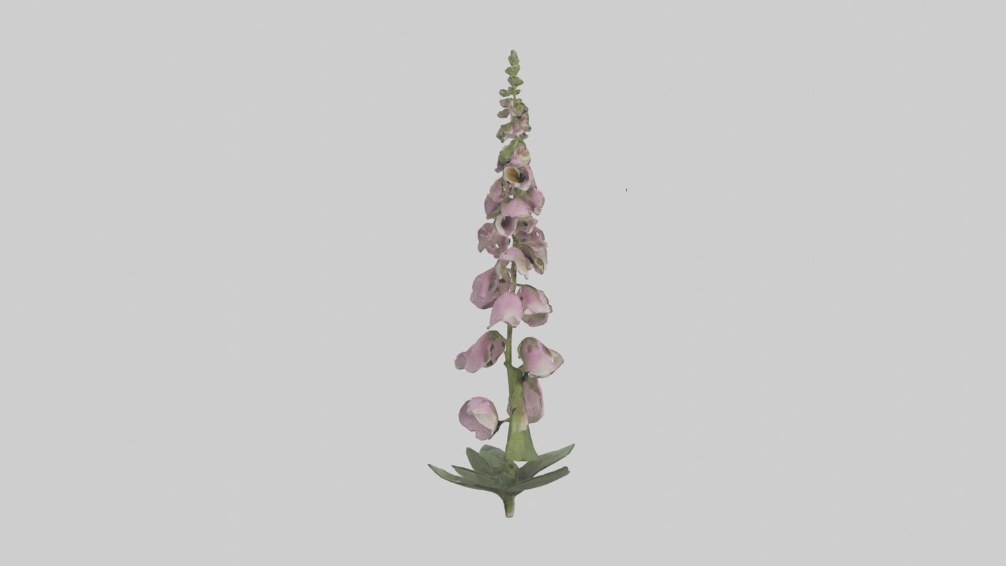 Foxglove model 3D model
