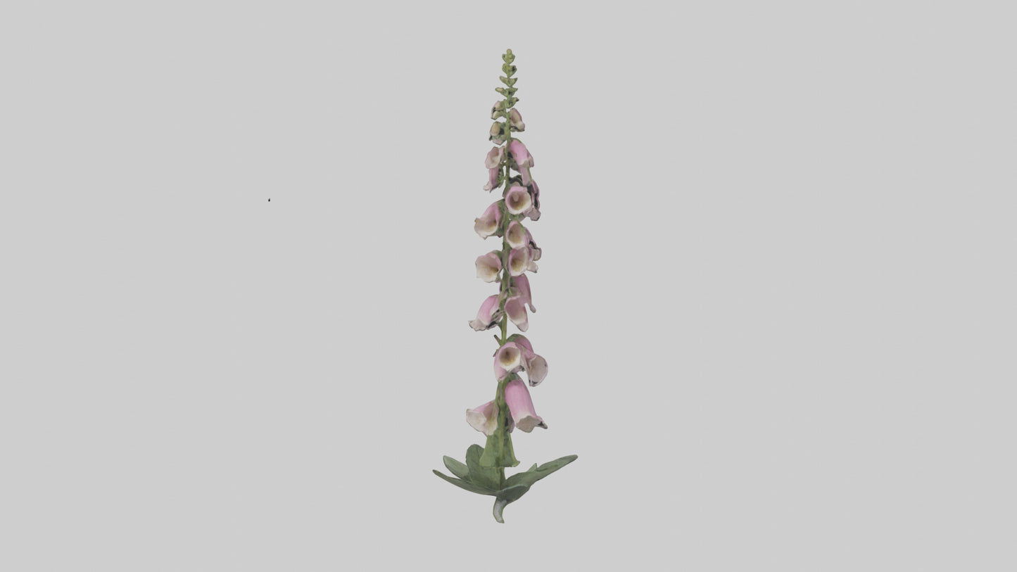 Foxglove model 3D model
