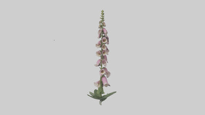Foxglove model 3D model