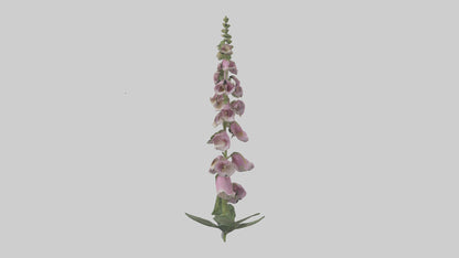 Foxglove model 3D model