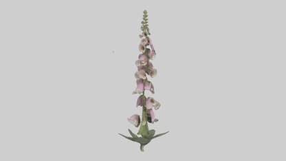 Foxglove model 3D model