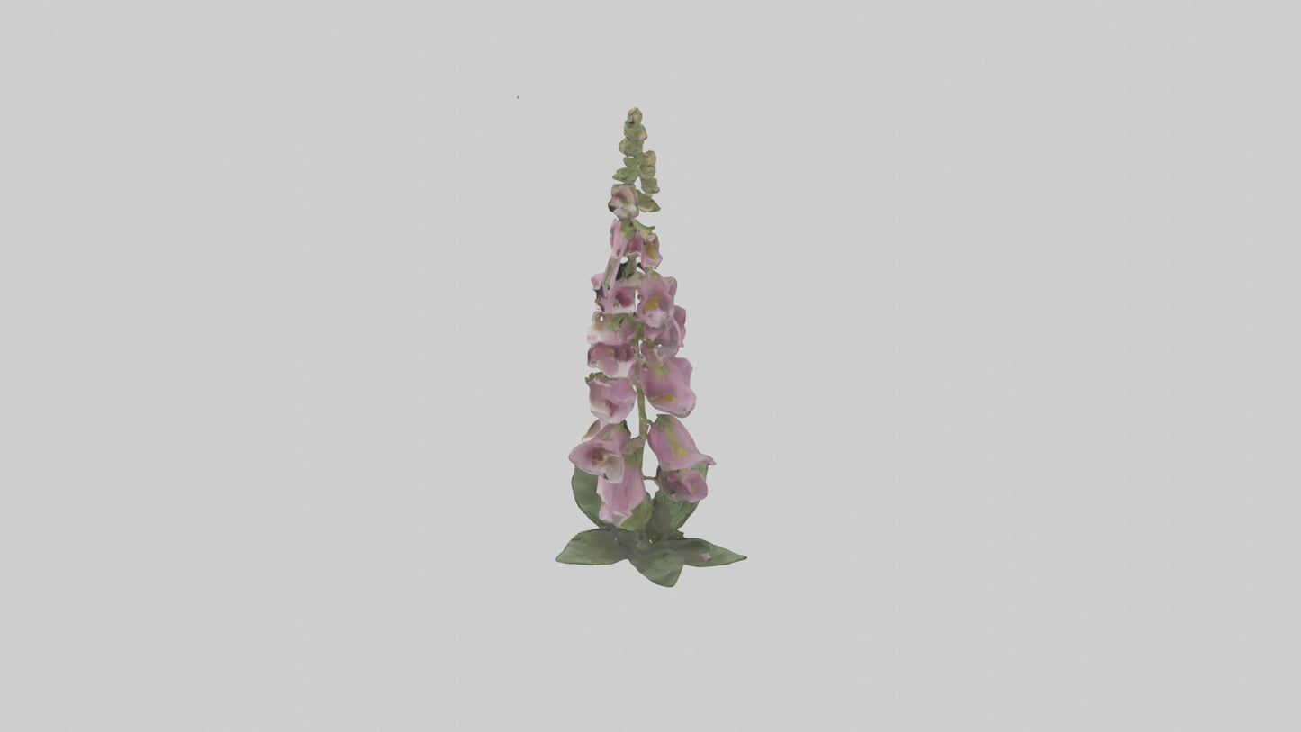 Foxglove model 3D model