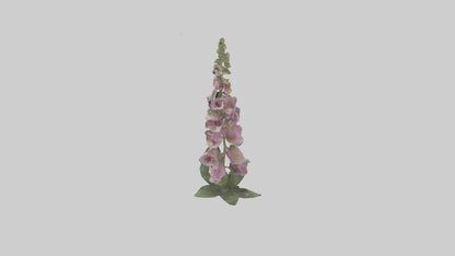 Foxglove model 3D model