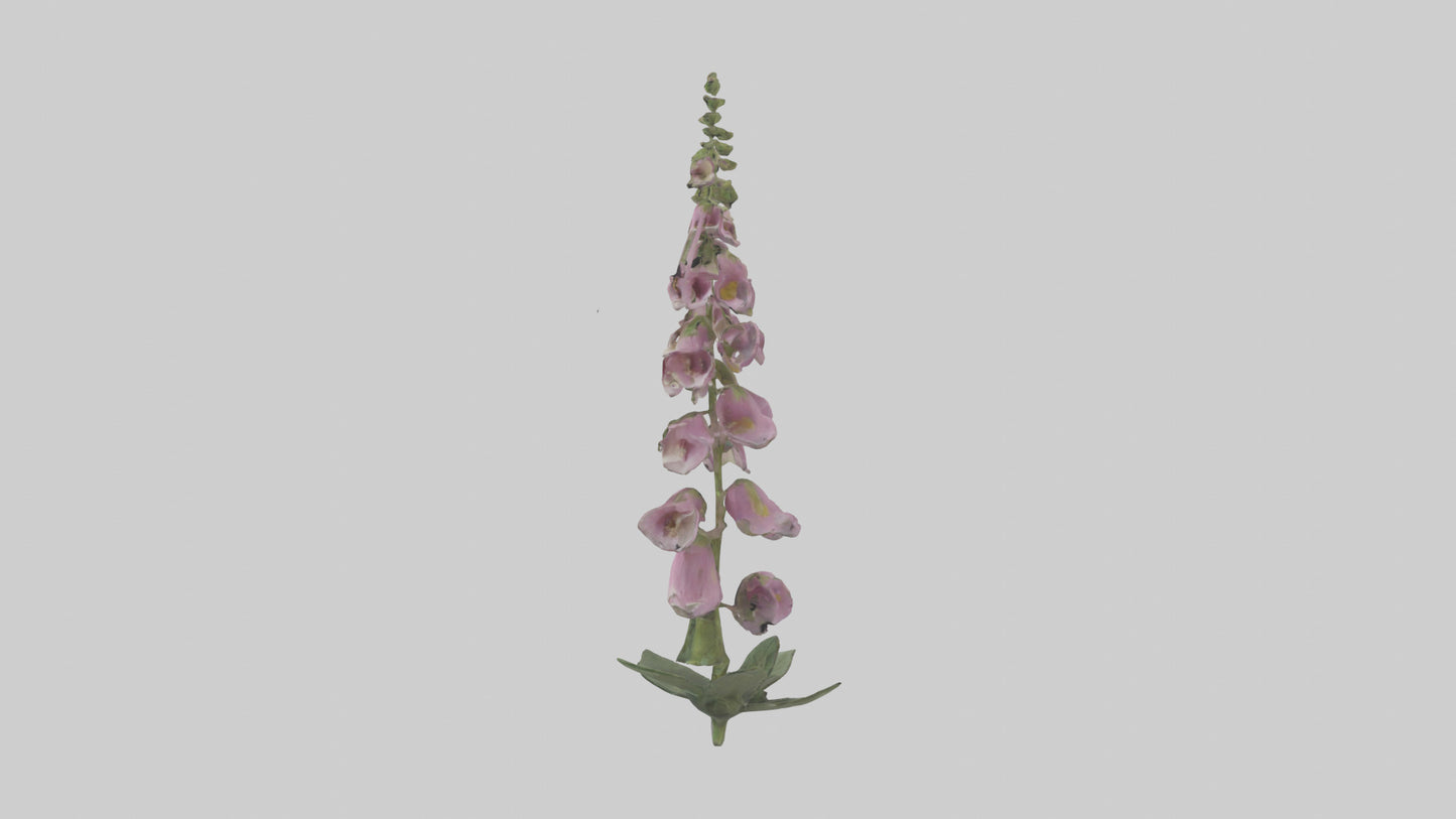 Foxglove model 3D model