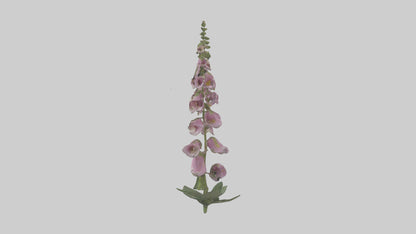Foxglove model 3D model