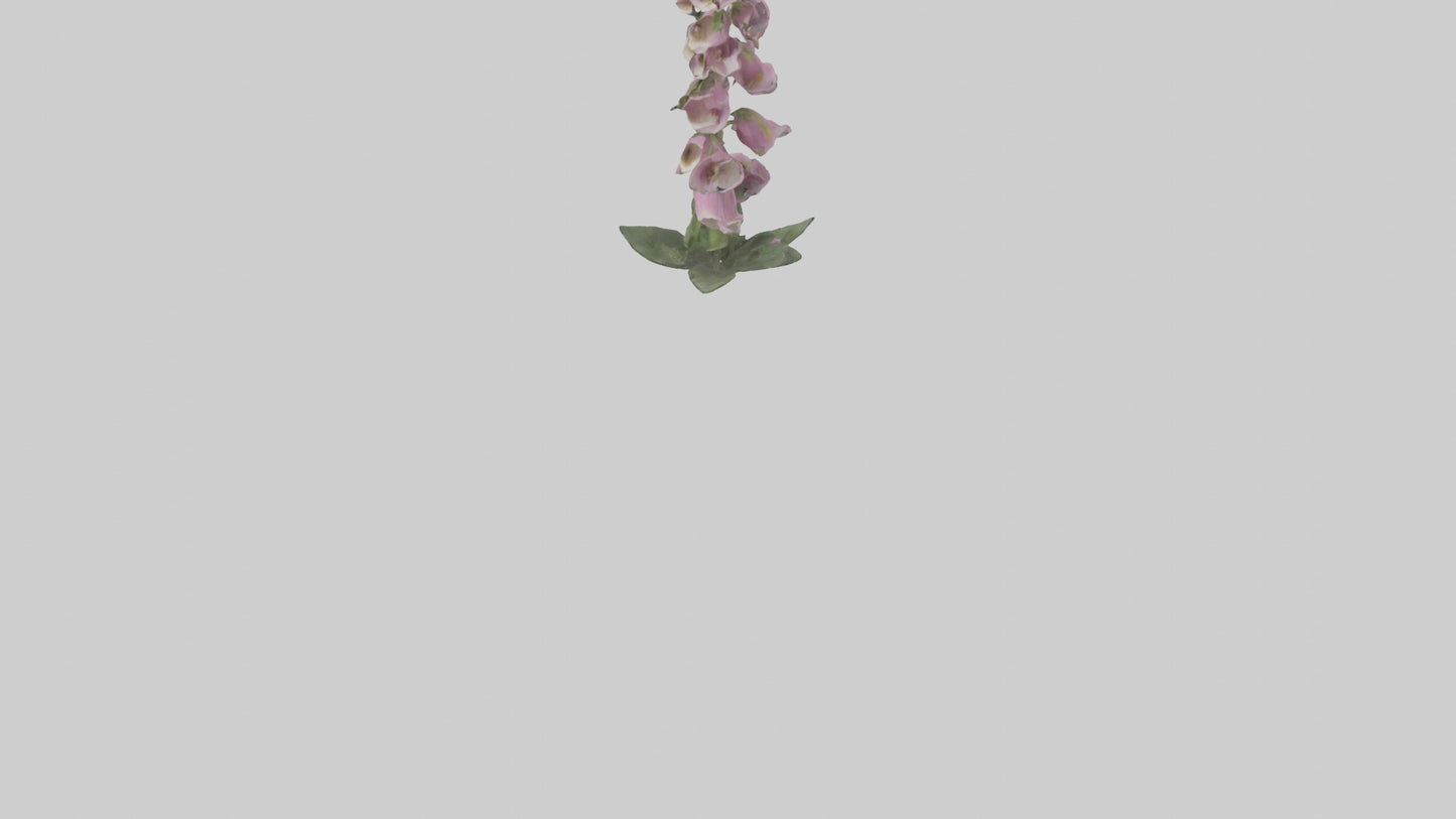 Foxglove model 3D model
