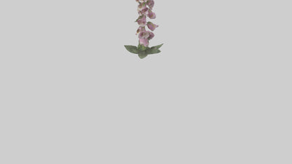 Foxglove model 3D model