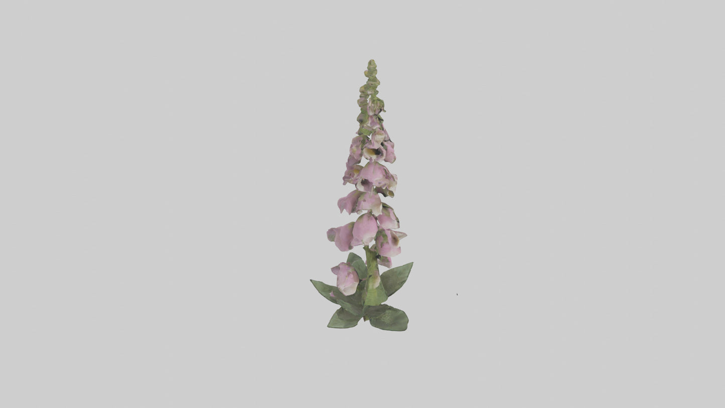 Foxglove model 3D model