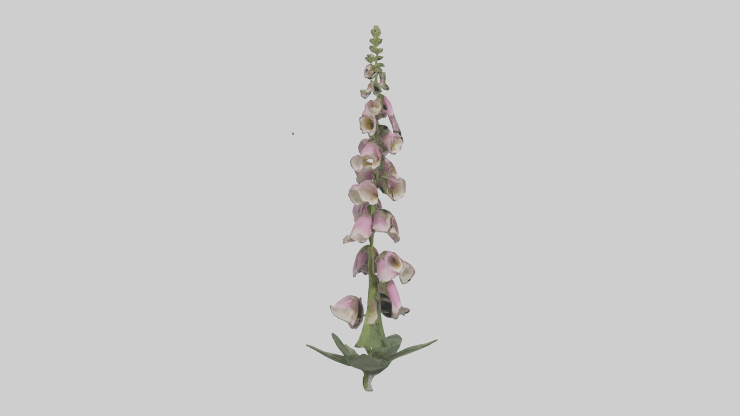 Foxglove model 3D model