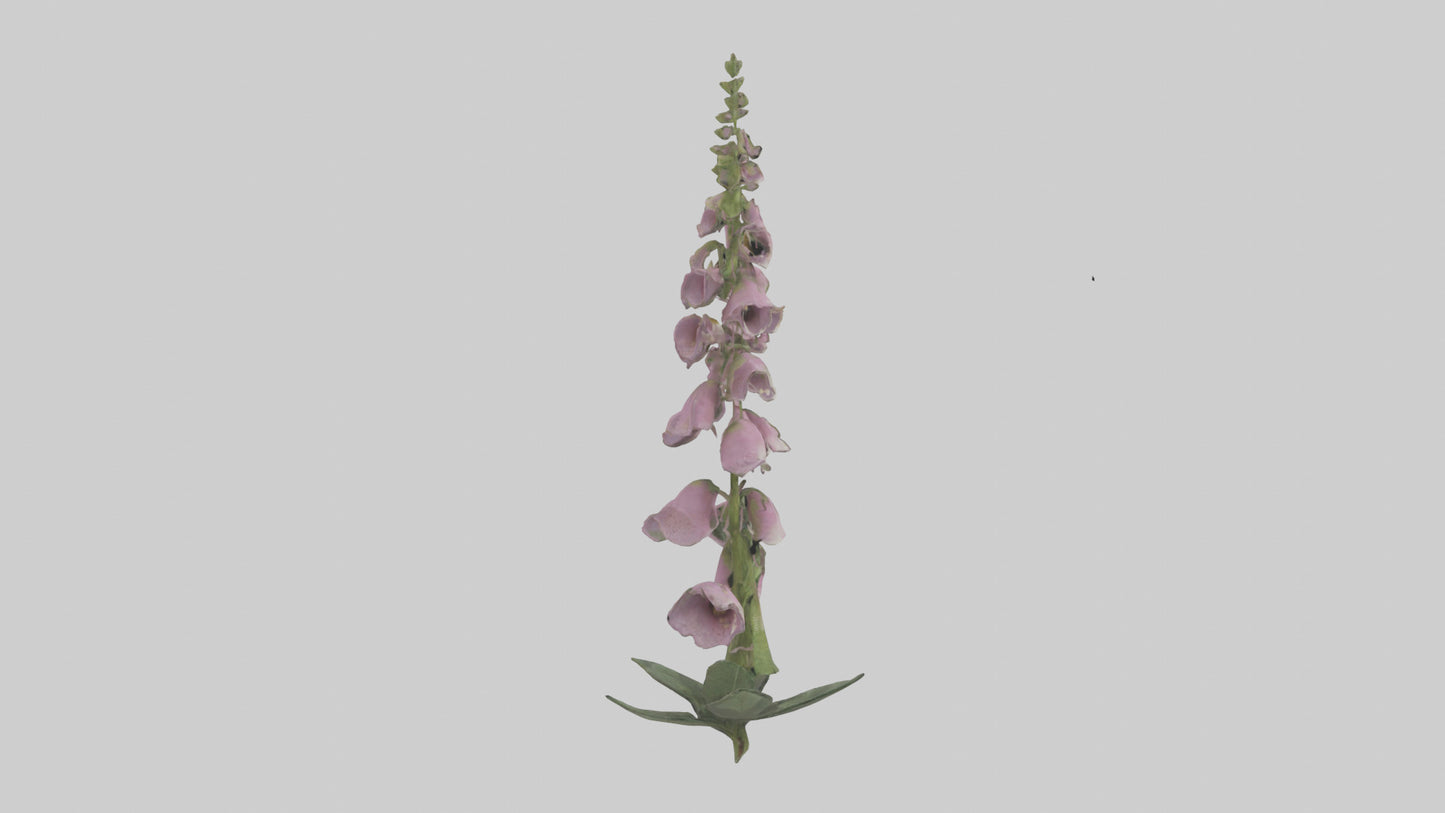 Foxglove model 3D model