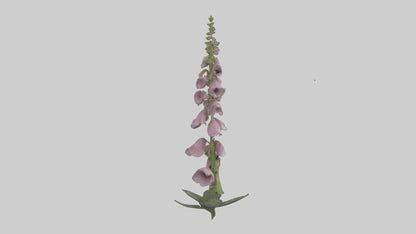 Foxglove model 3D model
