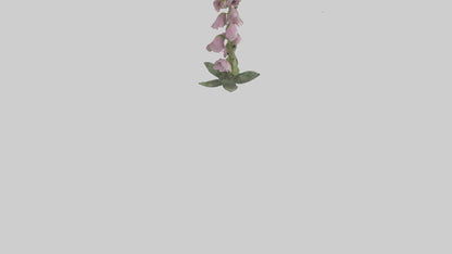 Foxglove model 3D model