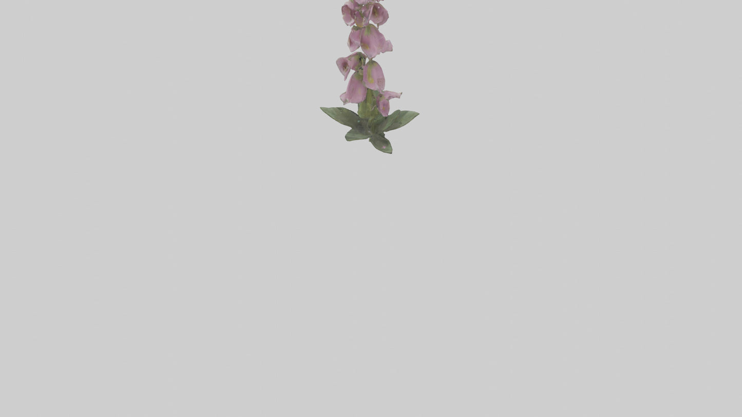 Foxglove model 3D model